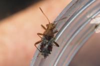 Rhopalus subrufus