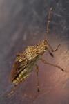 Stictopleurus