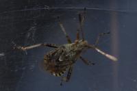 Stictopleurus