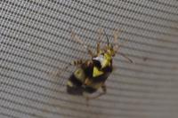Liocoris tripustulatus