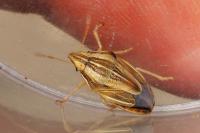 Aelia acuminata