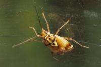 Lygus pratensis