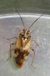 Lygus pratensis