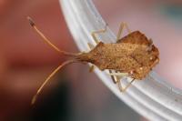 Syromastus rhombeus
