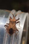 Coreus marginatus