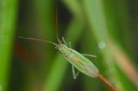 Stenodema calcarata
