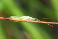 Stenodema calcarata