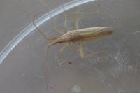 Stenodema laevigata