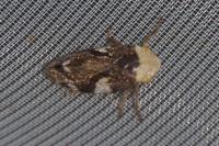 Philaenus spumarius