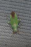 Orthotylus