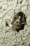Rhaphigaster nebulosa