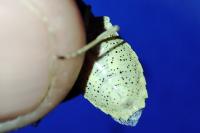 Rhaphigaster nebulosa