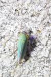 Cicadella viridis