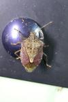 Dolycoris baccarum