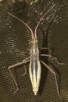 Chorosoma schillingii