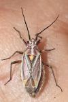 Horistus orientalis