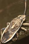Maccevethus