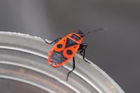 Pyrrhocoris apterus