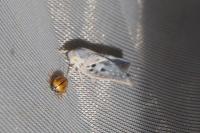 Metcalfa pruinosa