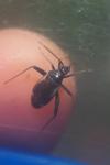 Adelphocoris seticornis