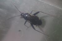 Adelphocoris seticornis