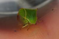 Stictocephala alta