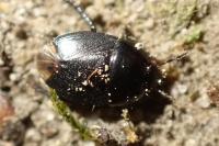Geotomus punctulatus