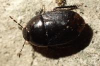 Geotomus punctulatus