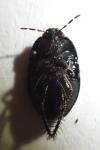 Geotomus punctulatus