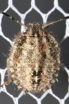 Dolycoris baccarum