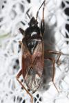 Eremocoris fenestratus
