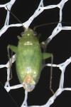Orthotylus