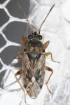 Peritrechus meridionalis