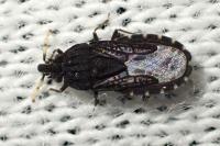 Aradus flavicornis