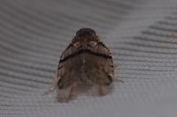 Cixius