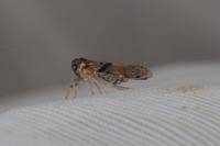 Cixius