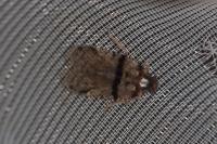 Cixius
