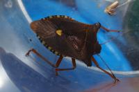 Pentatoma rufipes
