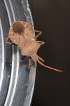 Coreus marginatus