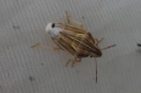 Aelia acuminata