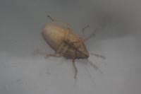 Aelia acuminata