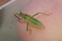 Stenodema calcarata