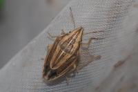 Aelia acuminata