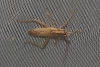 Stenodema laevigata