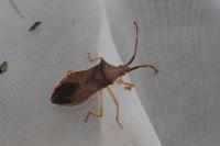 Gonocerus acuteangulatus