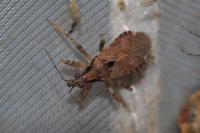 Himacerus mirmicoides
