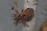 Himacerus mirmicoides