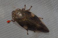 Aphrophora alni