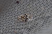 Corythucha arcuata
