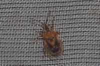 Kleidocerys resedae